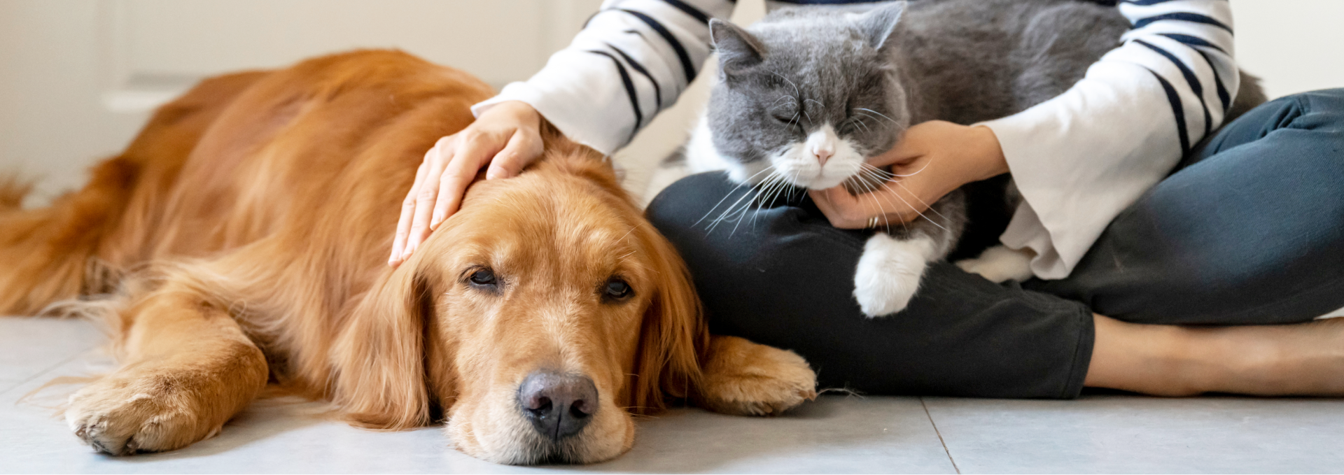 犬と猫